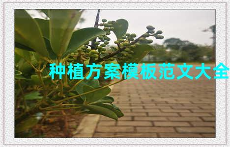 种植方案模板范文大全